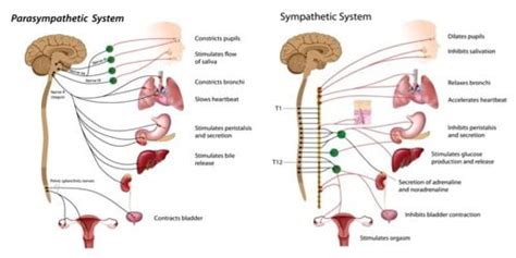 Autonomic Nervous System Fight Or Flight