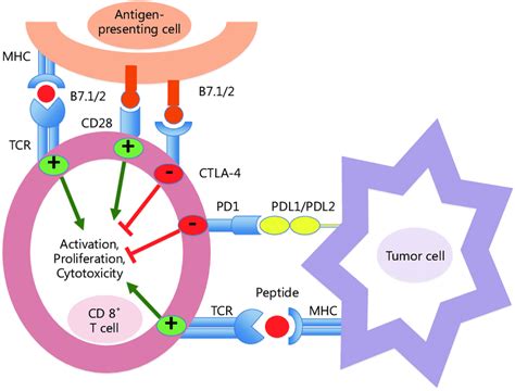 The Programmed Cell Death 1 Pd 1pd L1 Pathway Mhc Major