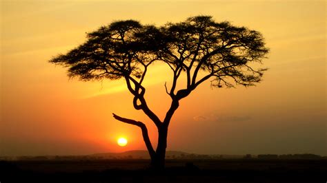 The Incredible Acacia Tree Phenomenon