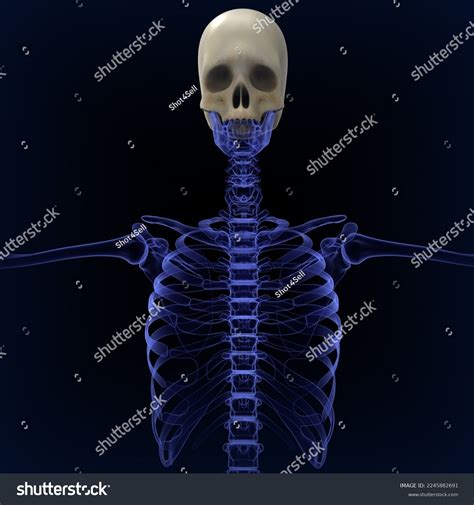 Human Cranium Skull Bone Anatomy Medical Stock Illustration 2245882691