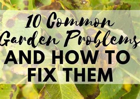 10 Common Garden Problems—and How To Fix Them Garden Problems Fix It
