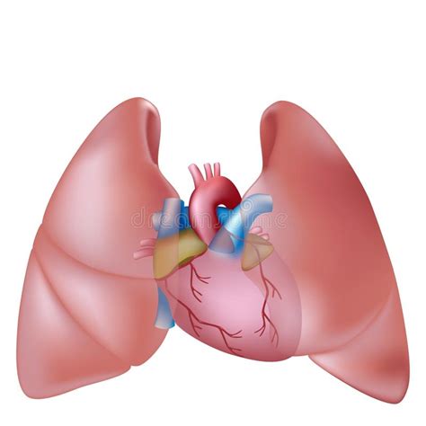 Human Lungs And Heart Stock Vector Illustration Of Cavity