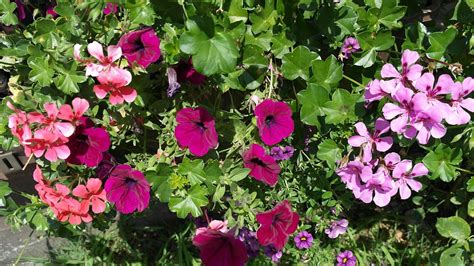 Petunia Geranium Summer Flowers · Free Photo On Pixabay