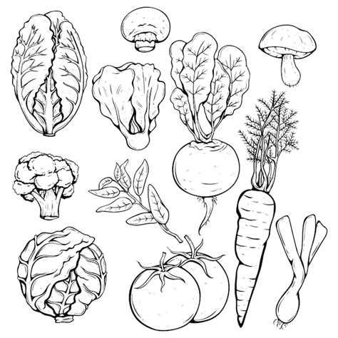 Colección De Diversas Verduras Frescas Con Estilo Dibujado A Mano O