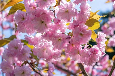 Sakura Blossom Branch At Sunny Spring Day Stock Image Image Of Tree