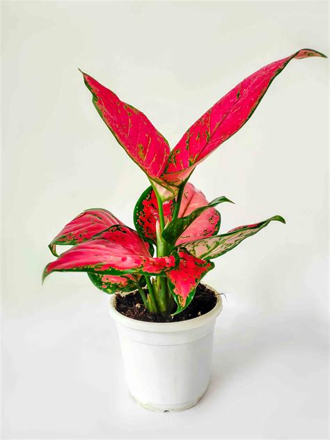 Aglaonema Pink Turn Your Home Into A Slice Of Paradise