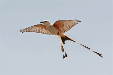 The Striking Scissor Tailed Flycatcher Is Only Regular “long Tailed