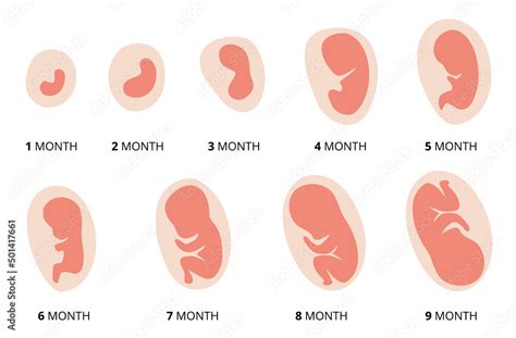 Human Fetus Development Pregnancy Illustration Showing Stages In