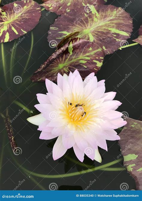 Nymphaea Nouchali Or Star Water Lily Stock Photo Image Of Aquatic