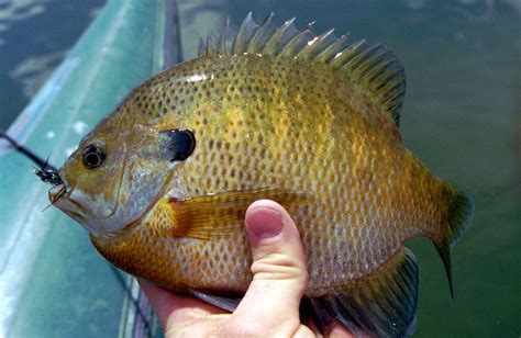 Fly Fishing For Panfish Bluegills And Other Sunfish Fly Fishing Fish
