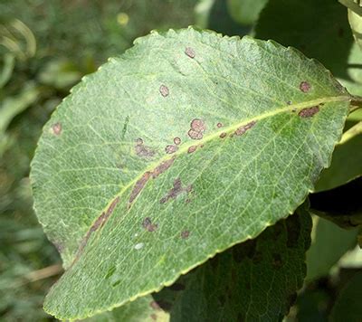 My asian pear hasfabraea leaf spot.i have immunox, bondie cooper fungicide, bondie infuse system fungicide , daconil on hand. Southwest Michigan fruit regional report - July 26, 2016 ...