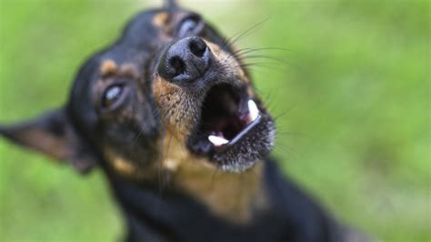 ¿cómo Sé Si Un Perro Tiene Rabia Y Qué Hago Si Me Muerde Rpp Noticias