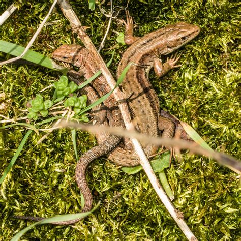 Pair Of Common Green Lizards Lacerta Vivipara All Seen O Flickr