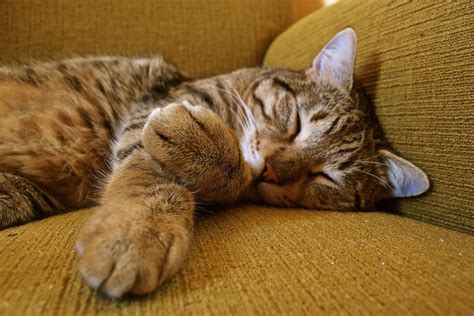 Brow Tabby Cat Sleeping On Sofa Hd Wallpaper Wallpaper Flare