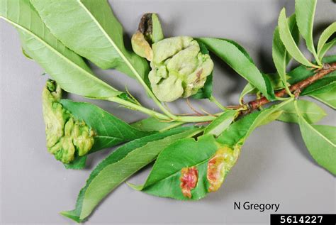 Peach Leaf Curl Taphrina Deformans