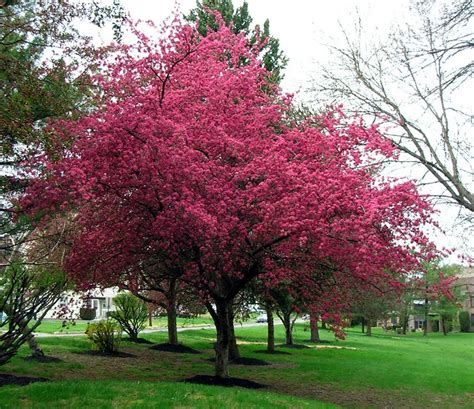 Shop our huge selection of flowering trees online with delivery right to your door. 155102441_b958eea3b2_z.jpg