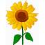Download High Quality August Clipart Sunflower Transparent PNG Images 