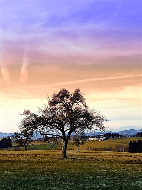 Old Tree And Amazing Cloudy Sky Landscape Photography Canvas Prints