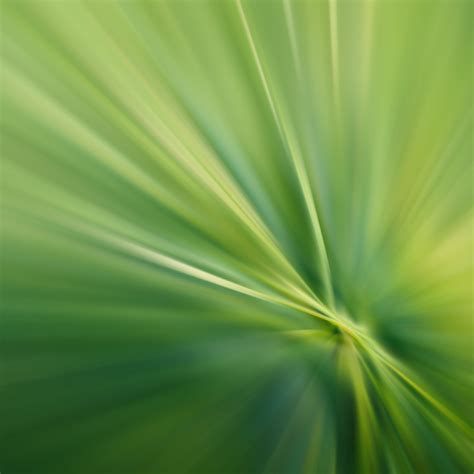 Blurred Grass Wallpapers Top Free Blurred Grass Backgrounds