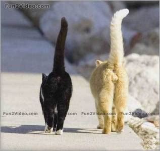 A female cat is referred to as a molly. How do you tell a girl cat from a guy cat?? PLEASE help me ...