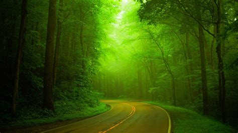Nature Green Forest Woods Highway Hazy Green