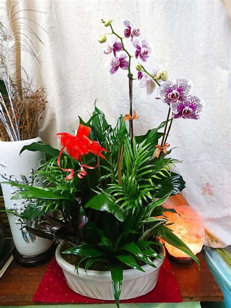Zen Orchid Dish Garden In Orlando Fl Edgewood Flowers
