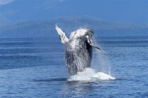 Everything You Need To Know About Whale Watching Canada Must Do Canada