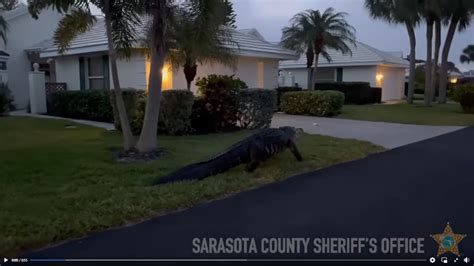 Video Shows 10 Foot Alligator In Florida Neighborhood Miami Herald