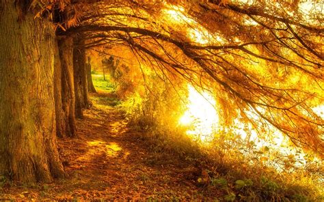 Landscape Nature Fall Trees Sunrise Path Sunlight Leaves Lake Yellow Wallpapers Hd