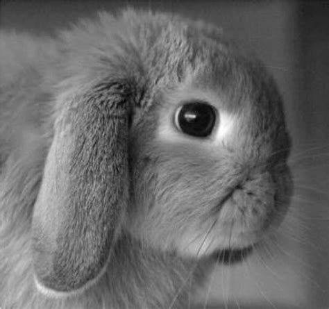 News Cute Rabbit Survey Uncovers Most Popular Bunny Face University