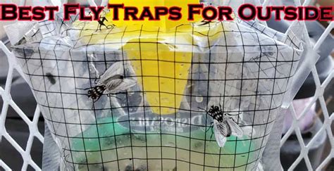 Best Fly Traps For Outside Buyers Guide 2021