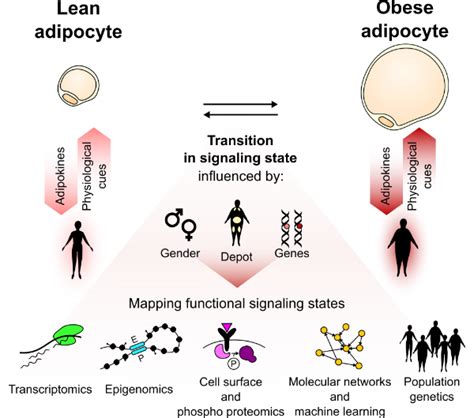 Adipocyte Signaling States And The Dependence On Metabolic State Depot Gender And Genetic