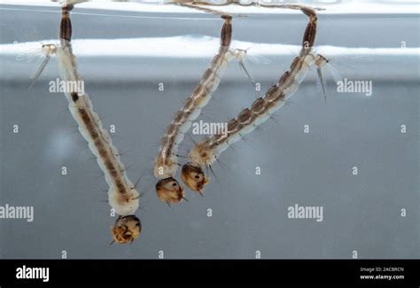 Mosquito Larvae Hi Res Stock Photography And Images Alamy