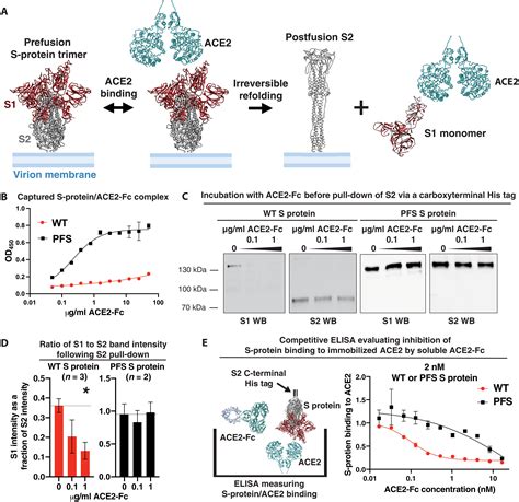 Optimized Ace2 Decoys Neutralize Antibody Resistant Sars Cov 2 Variants