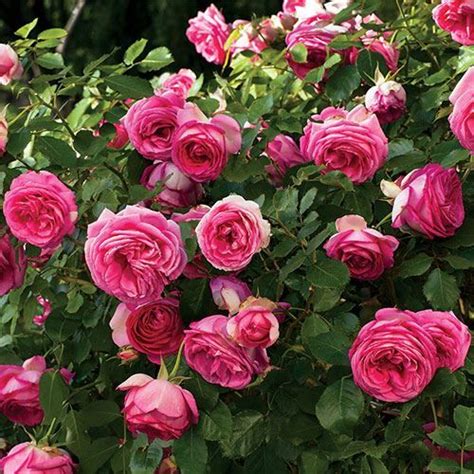 Pretty In Pink Eden Climbing Rose Gartenbeet Blumen Garten