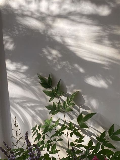 Plants 🪴 Aesthetic Green Nature Wallpaper Sage Green Wallpaper
