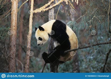 Giant Panda Ailuropoda Melanoleuca Adult Standing In Tree Wolong