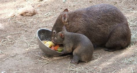Rescue Center For Wallabies And Wombats The Perfect World Travel