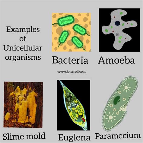 Single Celled Organism In Microbiology Examples And Definition