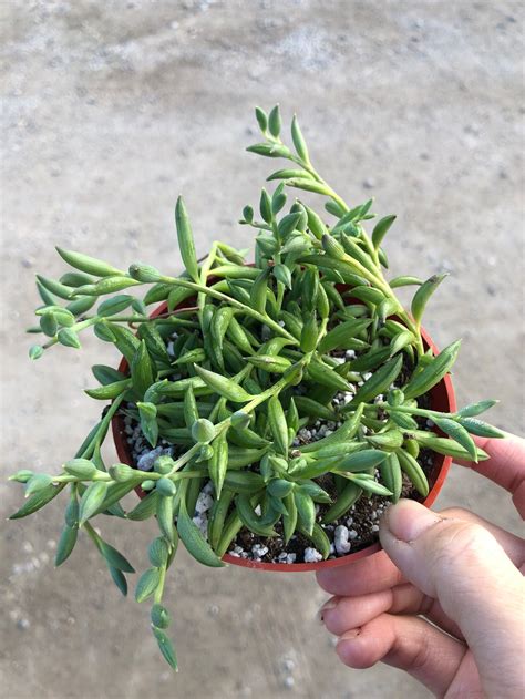 4 Pot String Of Bananas Succulent Plant Rare Etsy