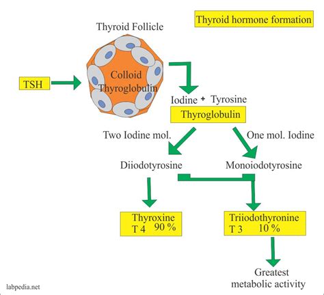 Thyroid Part 1 Thyroid Function Test Thyroid Hormones T4 T3 Tsh