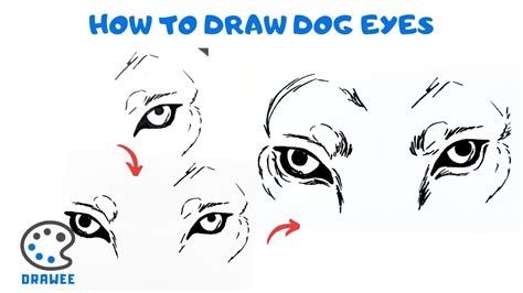 How To Draw Dog Eyes Youtube