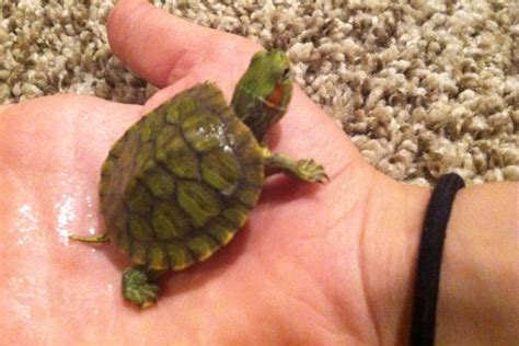 This Is My Real Turtle Not Even Kidding He Is About A Size Of A
