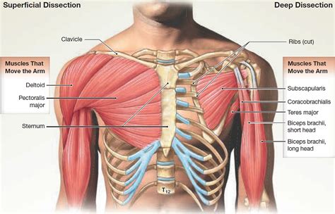 Muscle Anatomy Skeletal Muscles Groin Muscles Calf Muscles