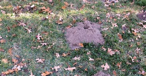 Master Gardener Managing Moles And Gophers In Your Yard