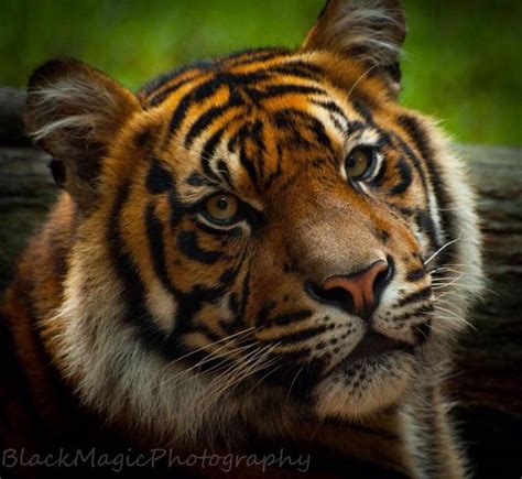 60 Photos Of Big Cats You Will Love View The Photo Contest Finalists