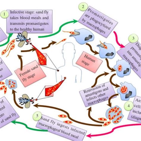 Life Cycle Of Leishmania Parasite Download Scientific Diagram