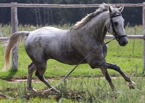 What Is A Dapple Gray Horse Breeds Facts And Color