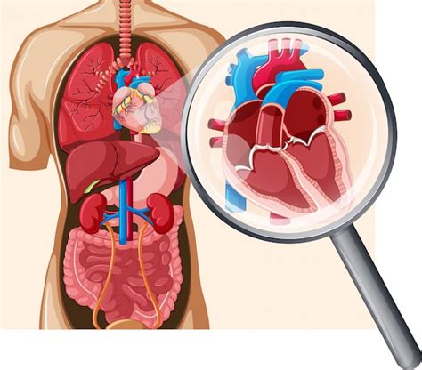 Corazón Humano Y Sistema Circulatorio Vector Premium