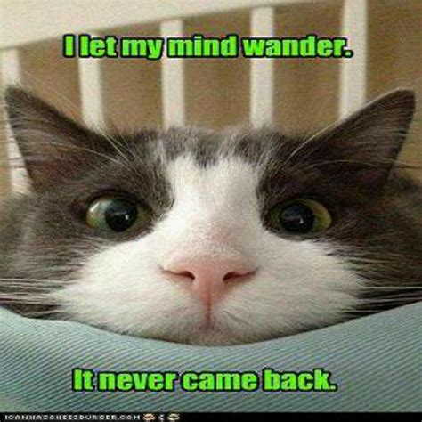 Wandering Cat Funny Animal Jokes Funny Cat Pictures Funny Animal Memes